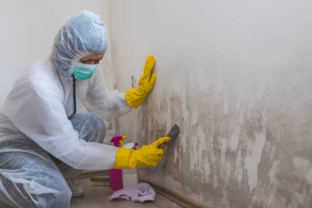 Best Mold Removal Specialists  in White Salmon, WA