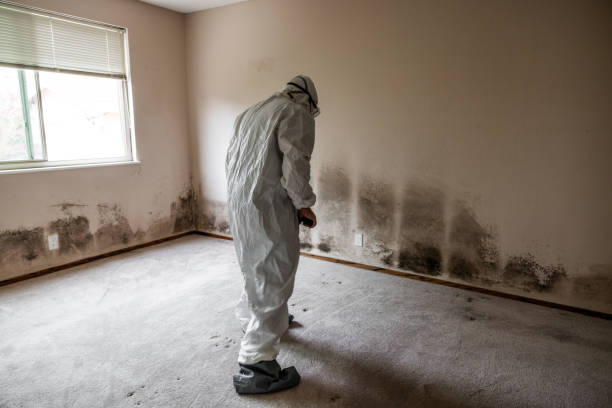 Best Toxic Mold Removal  in White Salmon, WA