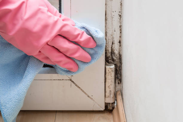 Best Professional Mold Removal  in White Salmon, WA