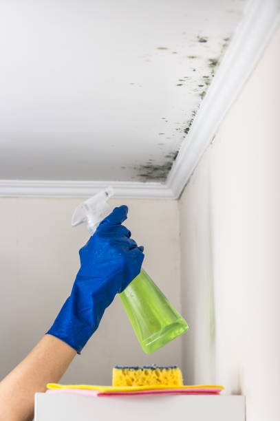 Best Local Mold Removal Service  in White Salmon, WA