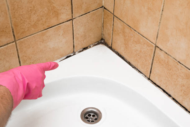 Best Mold Cleaning Services  in White Salmon, WA